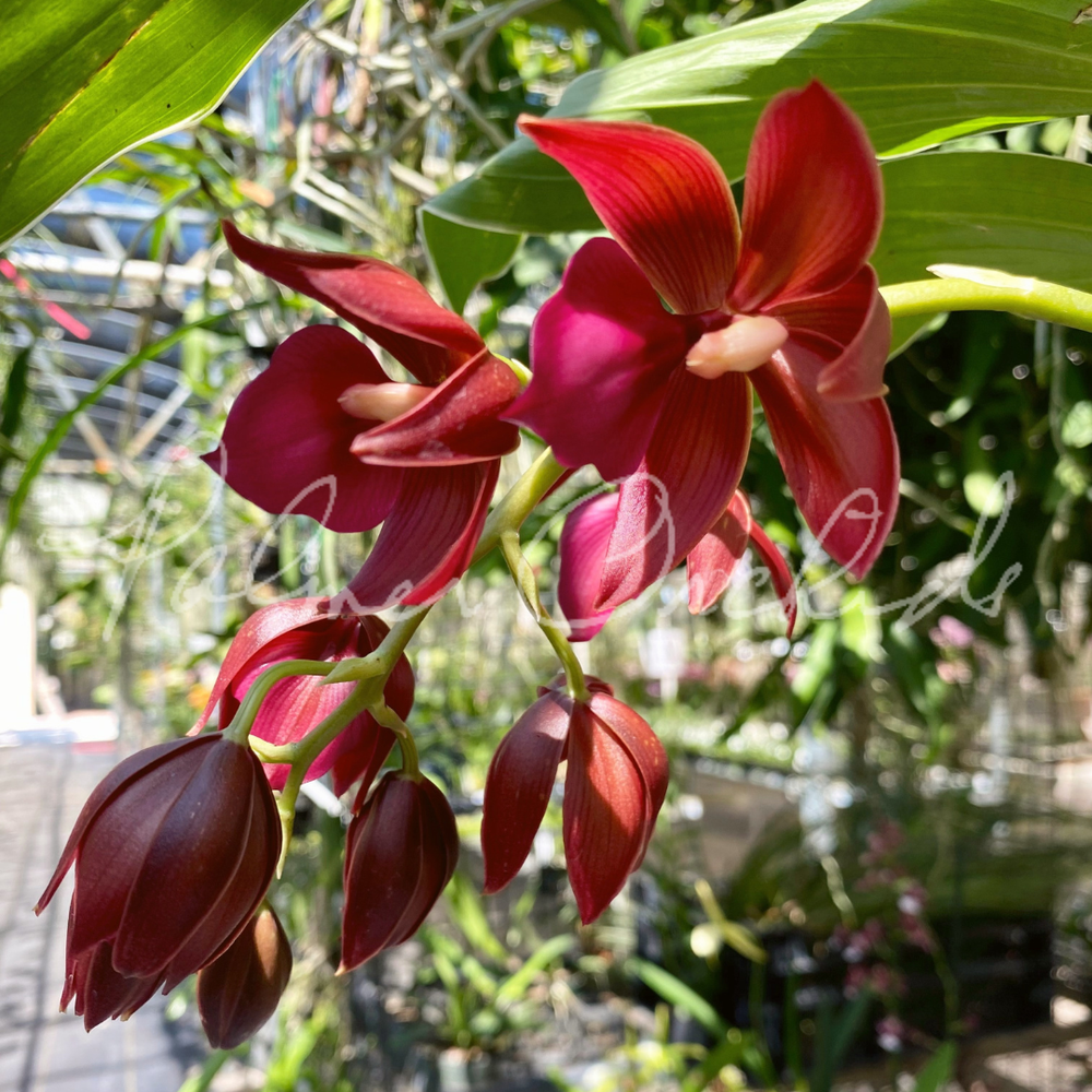 Cycd. Wine Delight (Variegated) — Palmer Orchids